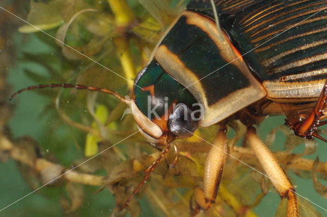 Great Diving Beetle (Dytiscus marginalis)