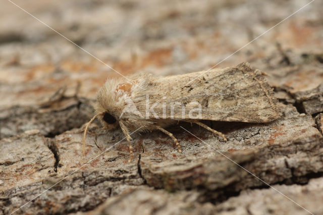 Flounced Rustic (Luperina testacea)