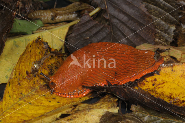 Red Slug (Arion ater rufus)