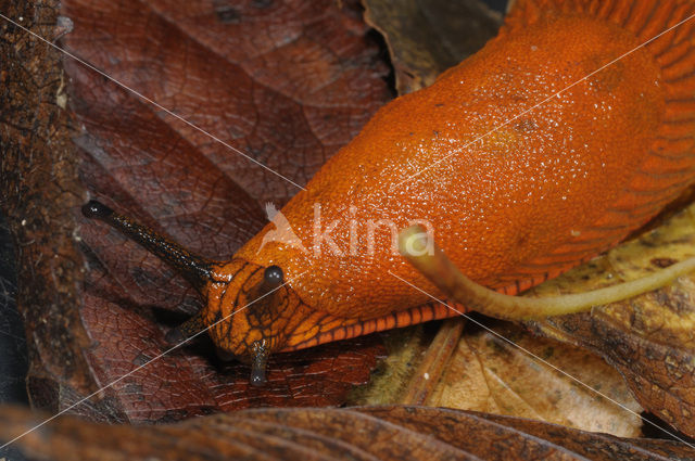 Red Slug (Arion ater rufus)