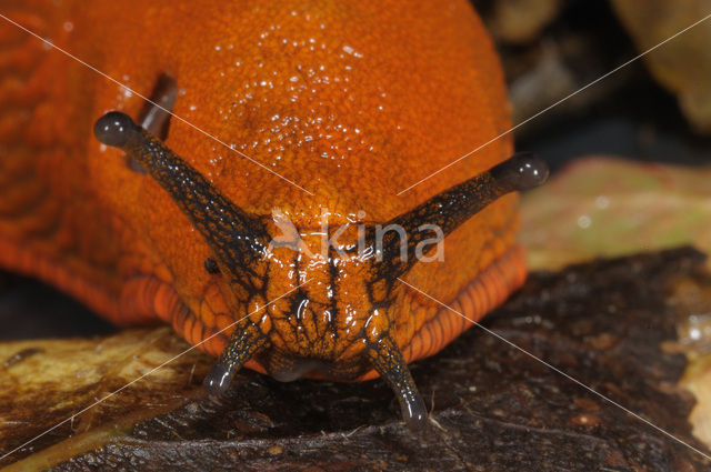 Red Slug (Arion ater rufus)