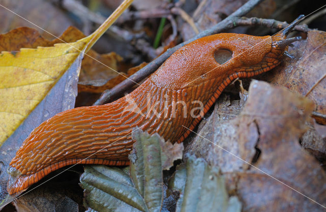 Red Slug (Arion ater rufus)