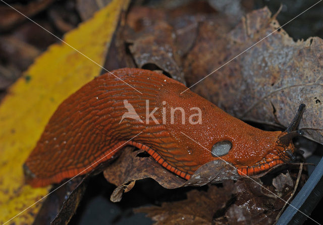 Red Slug (Arion ater rufus)