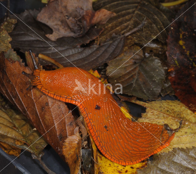Red Slug (Arion ater rufus)