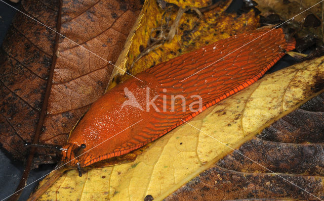 Red Slug (Arion ater rufus)