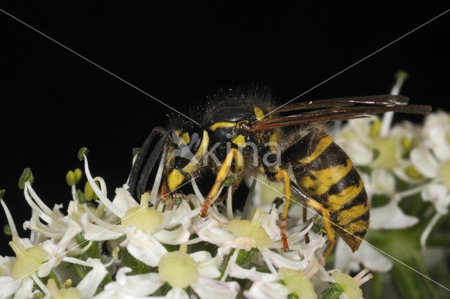 Gewone wesp (Vespula vulgaris)