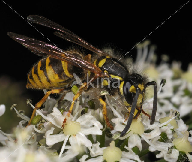 Gewone wesp (Vespula vulgaris)