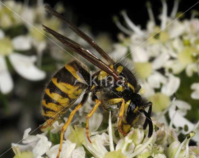 Gewone wesp (Vespula vulgaris)