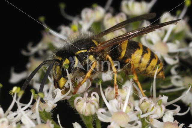 Gewone wesp (Vespula vulgaris)