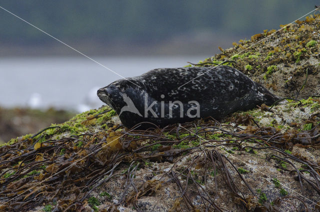 Gewone zeehond (Phoca vitulina)