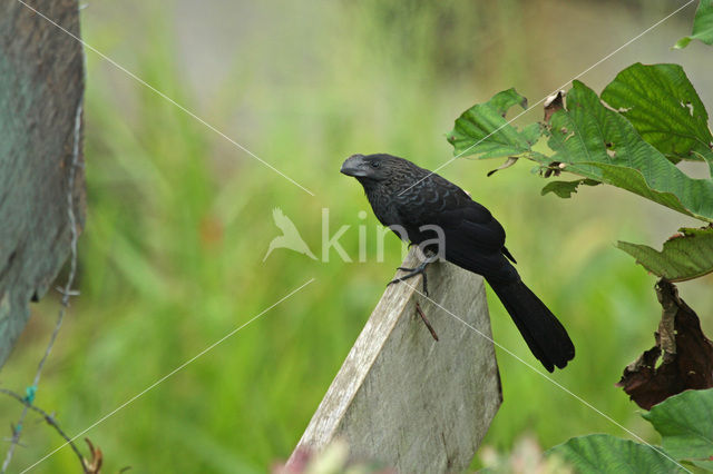 Gladsnavelani (Crotophaga ani)
