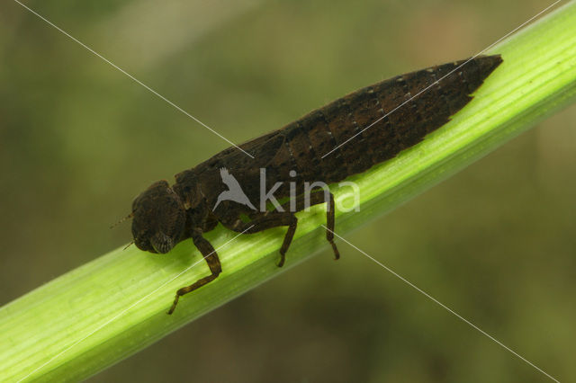 Hairy Dragonfly (Brachytron pratense)