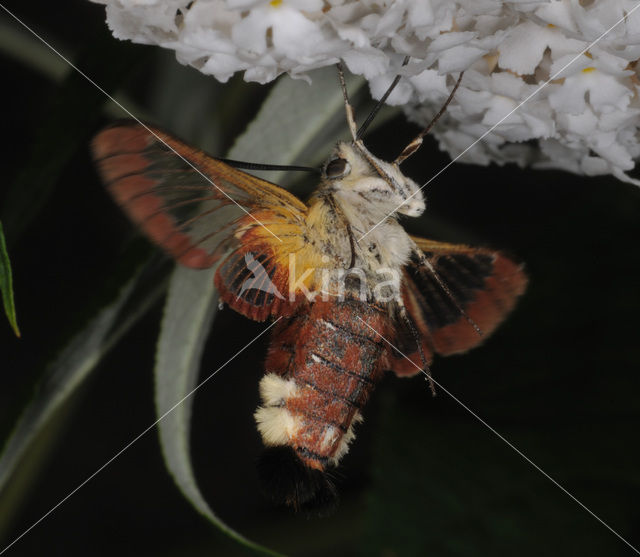 Broad-bordered Bee Hawk-moth (Hemaris fuciformis)