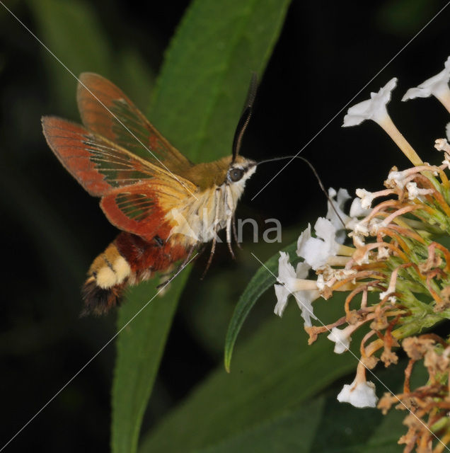 Broad-bordered Bee Hawk-moth (Hemaris fuciformis)