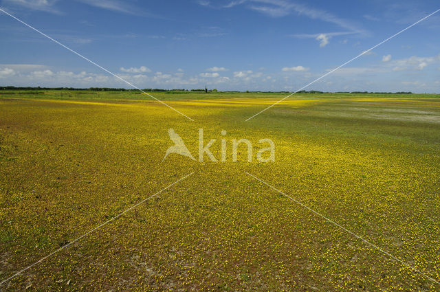 Goudknopje (Cotula coronopifolia)