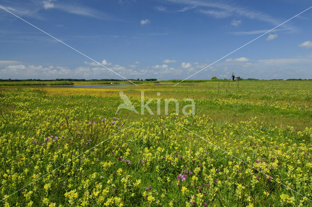 Buttonweed (Cotula coronopifolia)