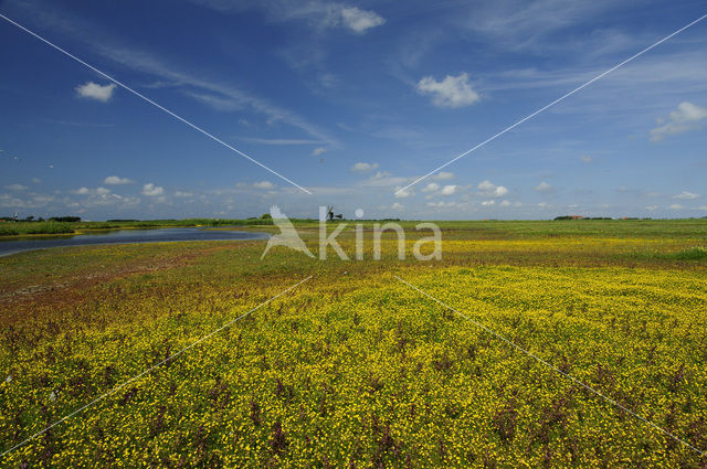 Goudknopje (Cotula coronopifolia)