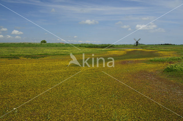 Buttonweed (Cotula coronopifolia)