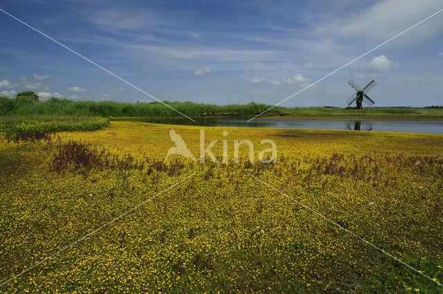 Goudknopje (Cotula coronopifolia)