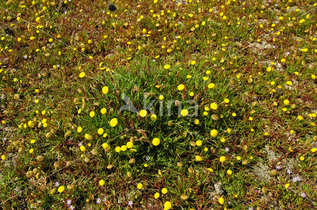 Buttonweed (Cotula coronopifolia)