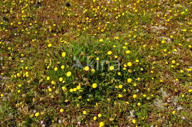 Goudknopje (Cotula coronopifolia)