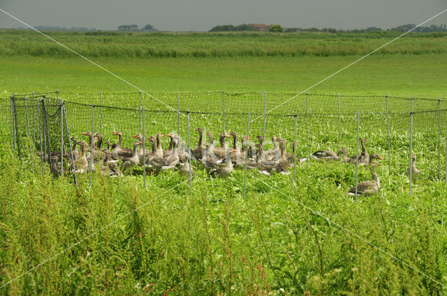 Grauwe Gans (Anser anser)