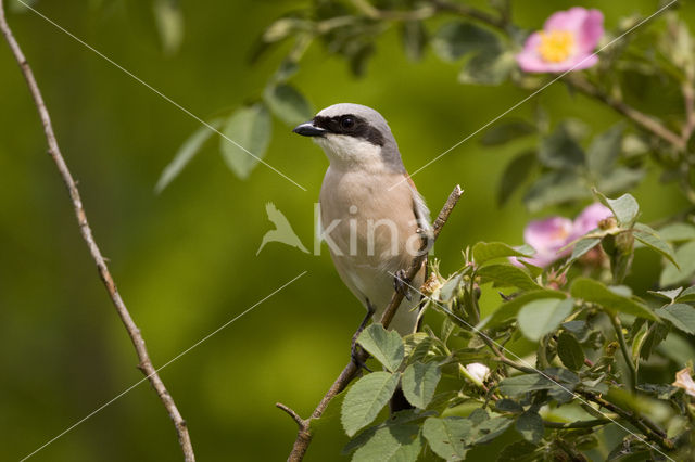 Red-backed Shrike (Lanius collurio)