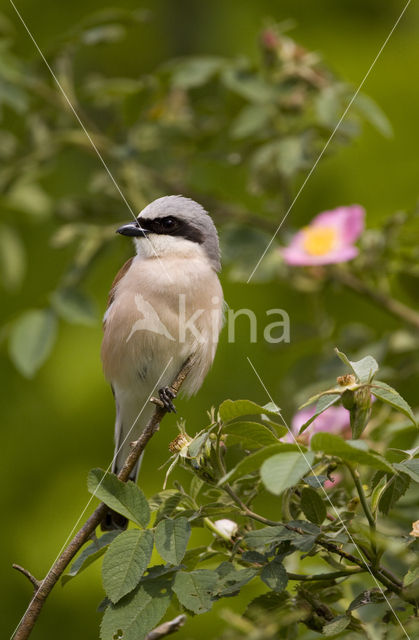 Red-backed Shrike (Lanius collurio)