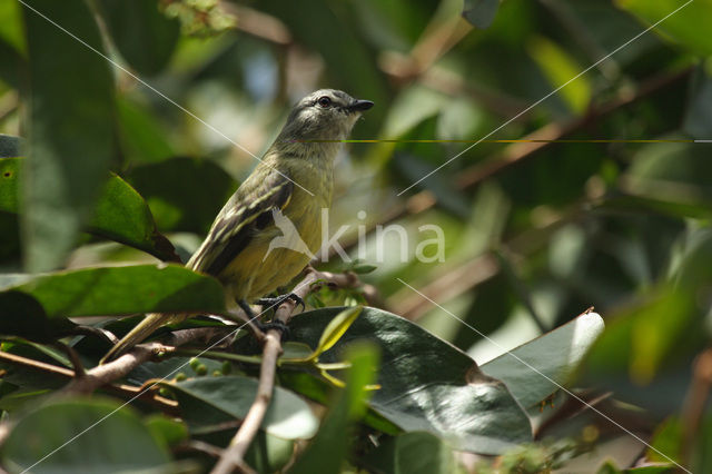 Grey Elaenia (Myiopagis caniceps)