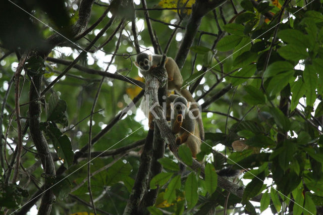 Common Squirrel Monkey (Saimiri sciureus)