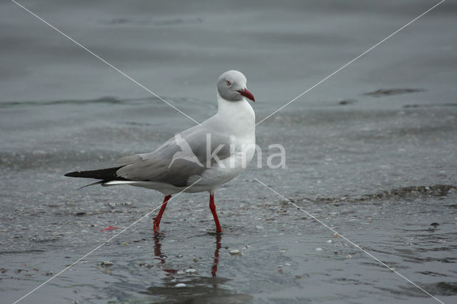 Grey-headed Gull (Larus cirrocephalus)