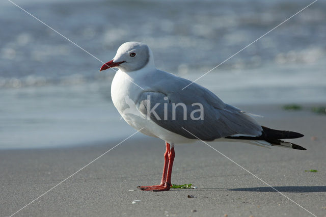 Grijskopmeeuw (Larus cirrocephalus)