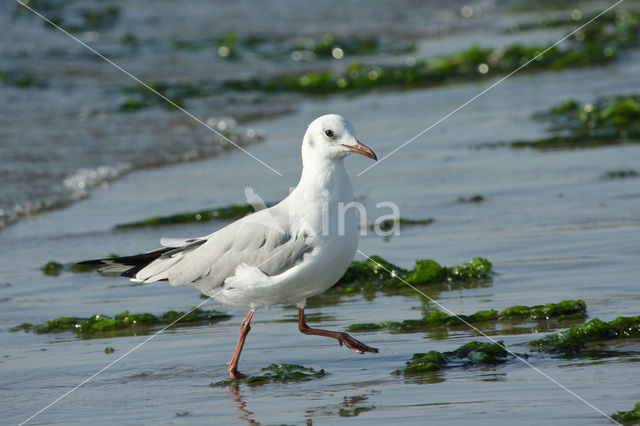 Grey-headed Gull (Larus cirrocephalus)