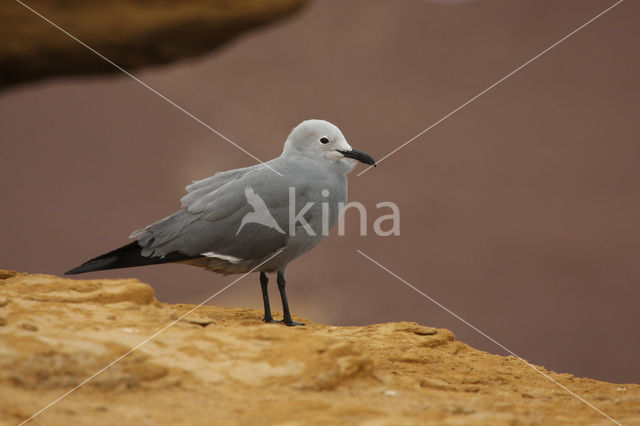 Grey Gull (Larus modestus)
