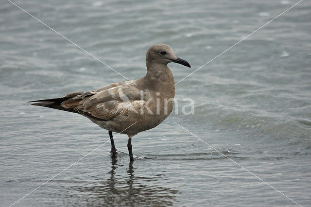 Grijze meeuw (Larus modestus)