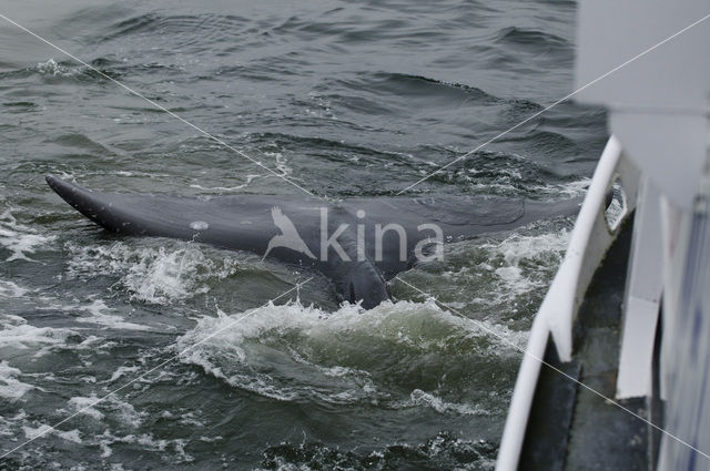 Grijze walvis (Eschrichtius robustus)