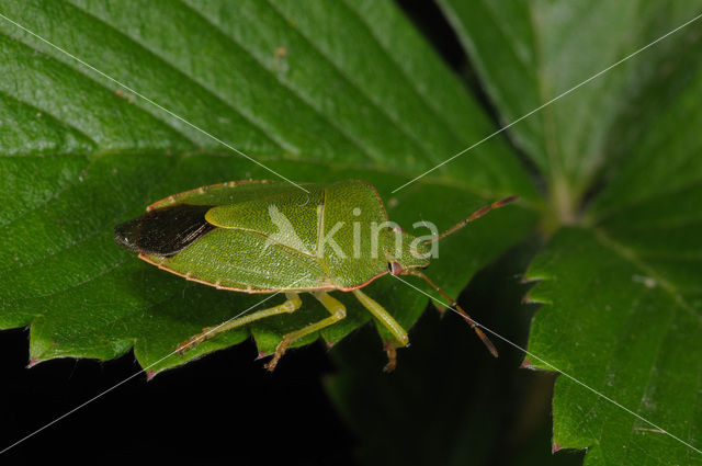 Green shieldbug (Palomena prasina)