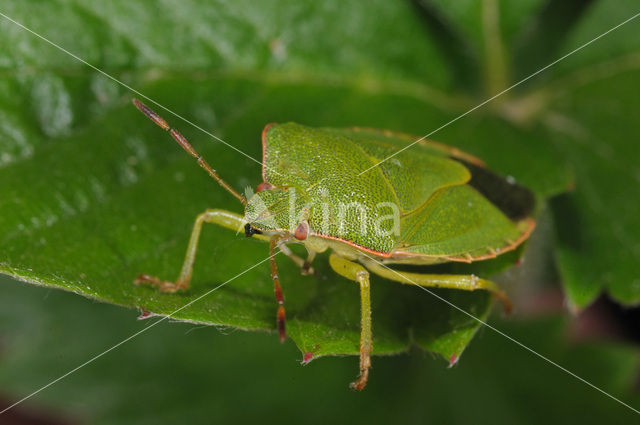 Green shieldbug (Palomena prasina)