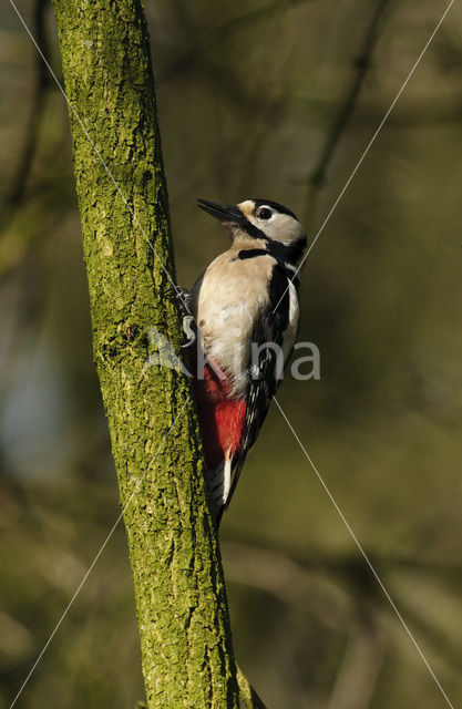 Grote Bonte Specht (Dendrocopos major)