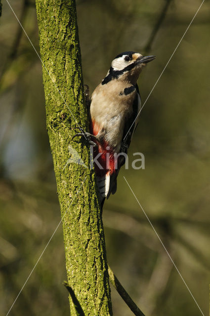 Great Spotted Woodpecker (Dendrocopos major)