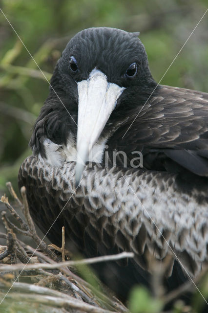 Great Frigatebird (Fregata minor)