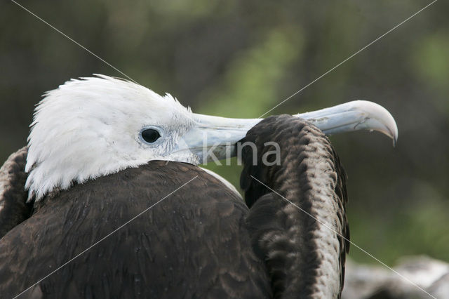 Grote Fregatvogel (Fregata minor)