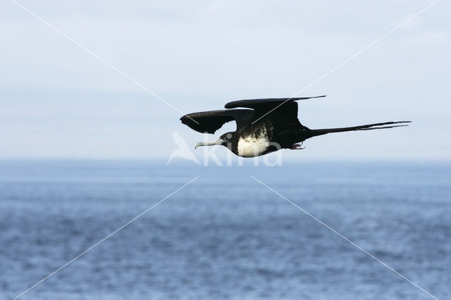 Great Frigatebird (Fregata minor)