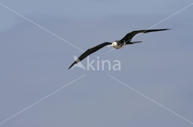 Great Frigatebird (Fregata minor)