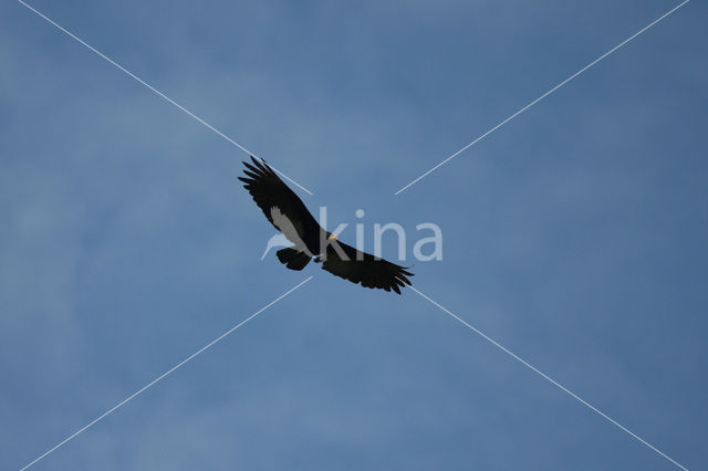 Greater Yellow-headed Vulture (Cathartes melambrotus)