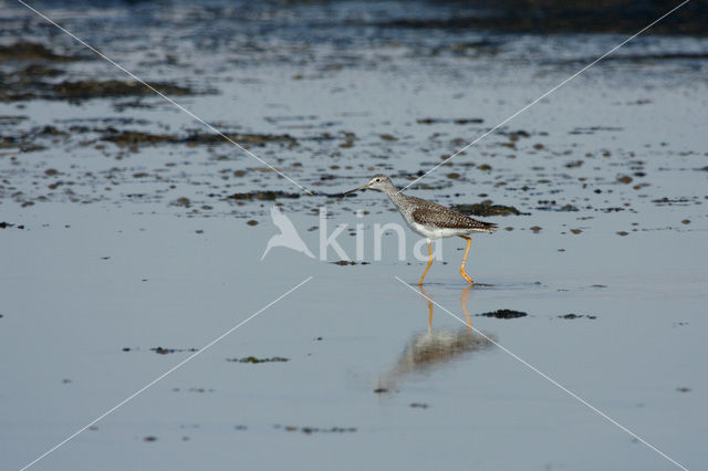 Grote Geelpootruiter (Tringa melanoleuca)
