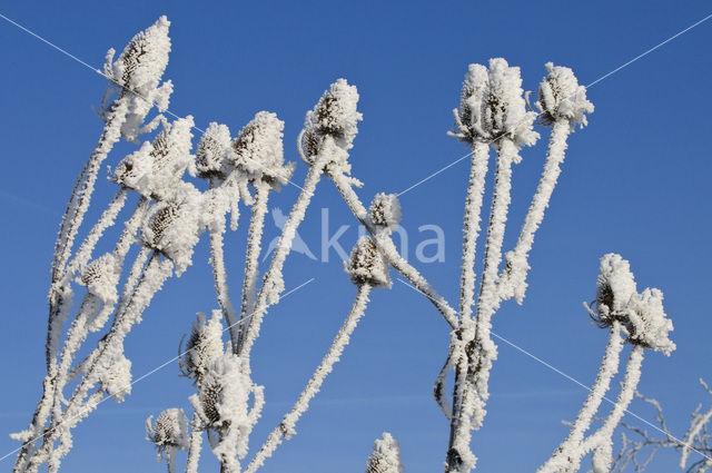 Grote kaardebol (Dipsacus fullonum)