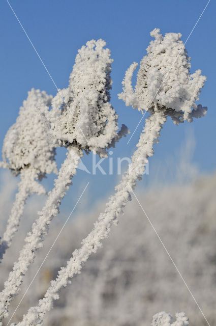 Grote kaardebol (Dipsacus fullonum)