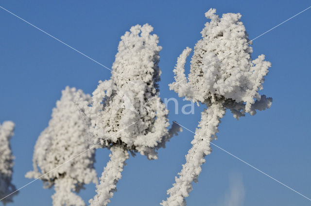 Grote kaardebol (Dipsacus fullonum)