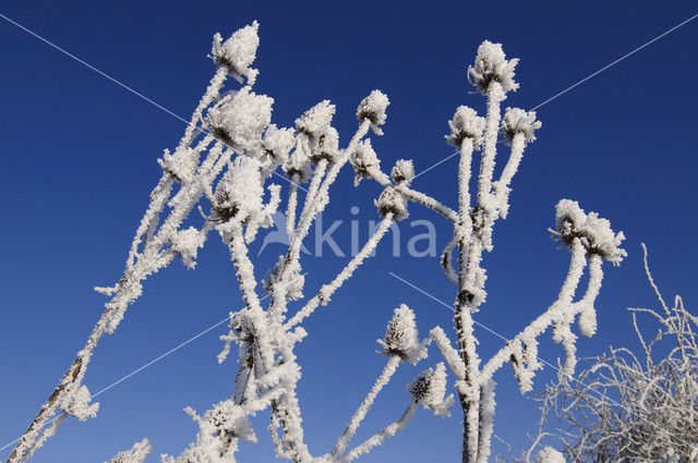 Teasel (Dipsacus fullonum)